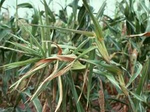 uploads/images/disease/downy mildew of maize.jpg
